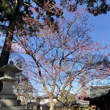 紅梅が咲いた