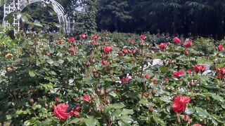 ローズガーデン