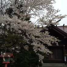 桜