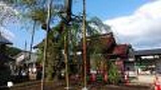 山門の前に立つ風情あるしだれ桜