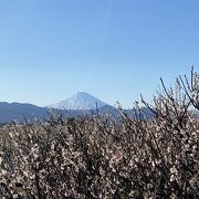 富士山がきれいに見えました。