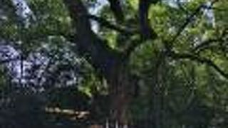 樹齢千年以上の御神木