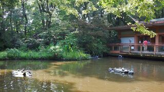 池泉回遊式の日本庭園