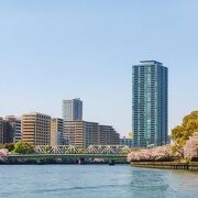 　桜の眺めが良い橋