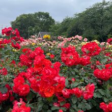 与野公園のバラ園