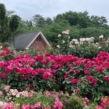 与野公園のバラ園