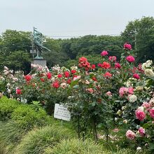 与野公園のバラ園