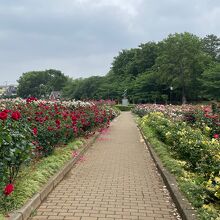 与野公園のバラ園