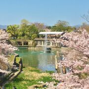 噴水周辺の桜が綺麗