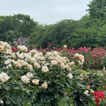 与野公園のバラ園