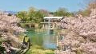 噴水周辺の桜が綺麗