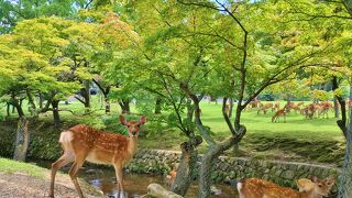 緑豊かで鹿がいる公園