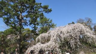 京都御苑の北の御門を入ると間も無く近衛邸跡の見事な枝垂桜に出会います