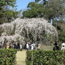 糸桜が有名です