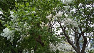 散歩にはうってつけ！