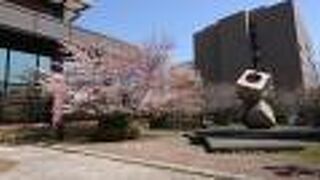 ２種類の桜が咲きます。