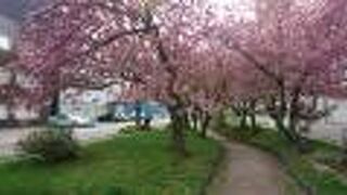 春は桜のトンネルができます。