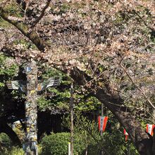 上野公園の桜の標準木とトーテムポール（２０２１．３．２３）