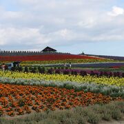 美瑛町のお花畑