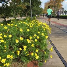 線路跡とお花