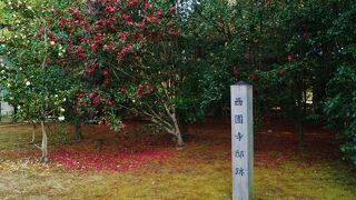 西園寺邸宅跡地には山茶花の木が鮮やかな花を咲かせていました。