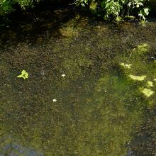 池では蛙の合唱＆オタマジャクシが「密」状態に（笑）