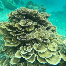 リーフ内の海の中　リュウキュウキッカサンゴがあります