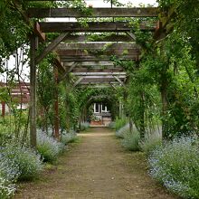 バラのアーチも