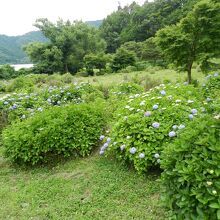 かなり広いアジサイ園です