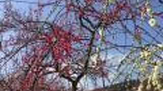 平日なのに人がいっぱいだった