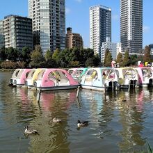 近代的なビルを背景に水鳥と一緒にボート遊びもできます