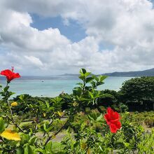 ハイビスカスと石垣の海