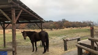 牛や馬と戯れることができます。