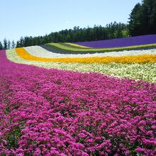 ラベンダー以外の花も