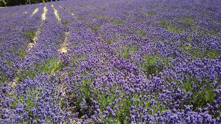 ラベンダーの季節は見事な眺め