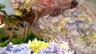 レインボーカラーのあじさい