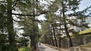 松並木が風情満点