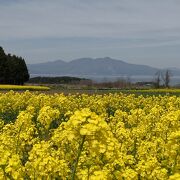 下北半島　横浜町　黄色いカーペットの絶景