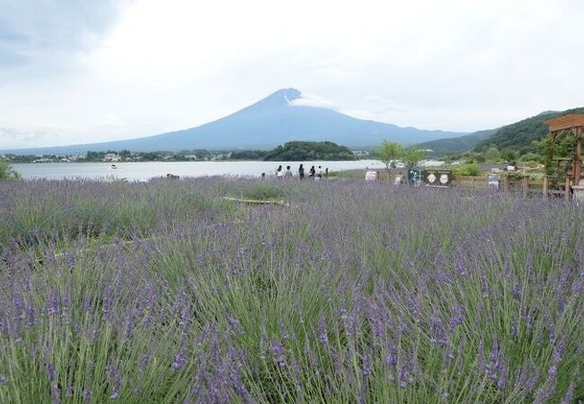 河口湖自然生活館 クチコミ アクセス 営業時間 富士五湖 フォートラベル