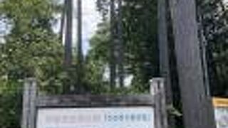 ヒノキが素晴らしい