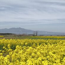 菜の花畑の向こうが陸奥湾その先には恐山が見えます