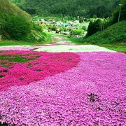 新緑の奥入瀬の前に楽しみたい芝桜