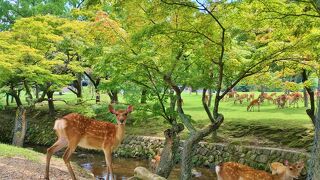 奈良のシンボル