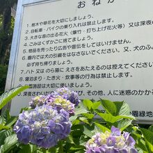 5月下旬から紫陽花が咲いていました。