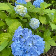 5月下旬から紫陽花が咲いていました。