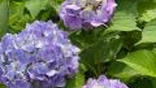 5月下旬頃からポツポツ紫陽花が咲き始めています！