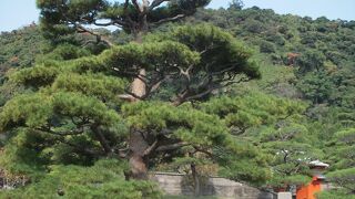 雄大な桜島を築山、錦江湾を池に見立てたスケールの大きな庭園