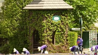 花は6月後半から？