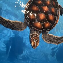 ウミガメの赤ちゃん