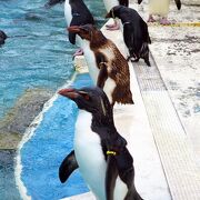 A medium-sized aquarium, where you can learn more about the animals of the Miura Peninsula and Sagami Bay
